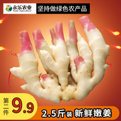 包邮 新鲜农家现挖鲜姜腌制子姜仔姜芽嫩生姜2.5斤 生姜非老姜嫩姜