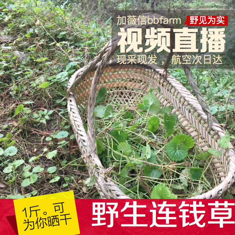 破铜钱野生新鲜天胡荽小叶铜钱草满天星铺地锦中草药材深山野菜