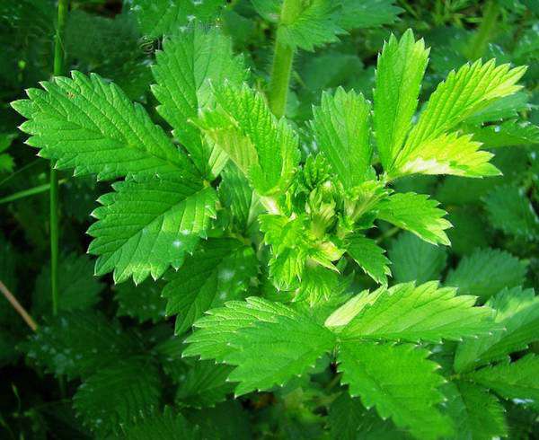 仙鹤草 中药材野生新鲜龙牙草狼牙草脱力草250g现采视频直播蓝庄