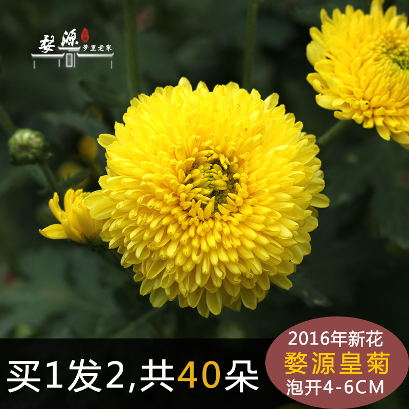 新花婺源晓起皇菊特级一朵一杯清热去火明目菊花茶大黄菊金丝贡菊