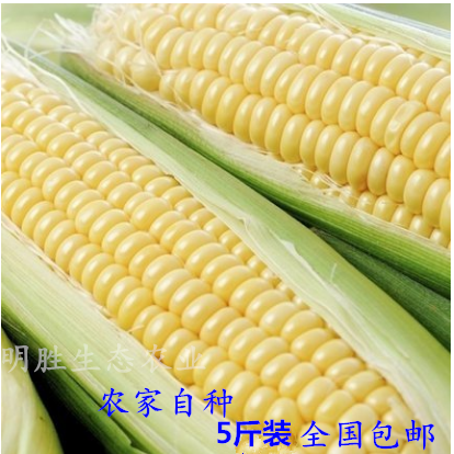 广西横县特产新鲜水果玉米 农家甜玉米现摘非