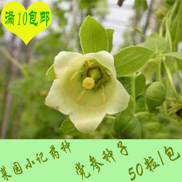 药材种子 白芷 桔梗 板蓝根 丹参 决明子 党参 柴胡 防风种子批发