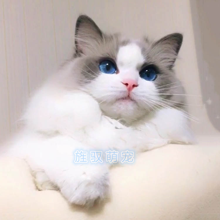 布偶猫幼猫 活体宠物猫布偶猫英短宠物猫加菲猫活体布偶猫纯种