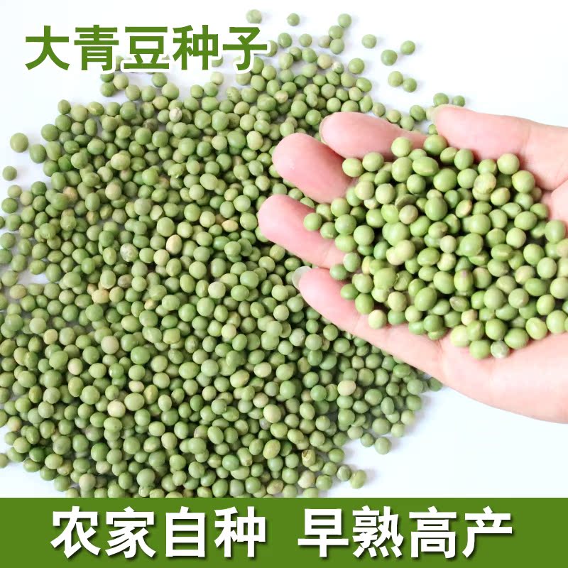 芽苗菜种子纸上种菜阳台种菜松柳空心菜小麦豌豆萝卜黄豆种子包邮