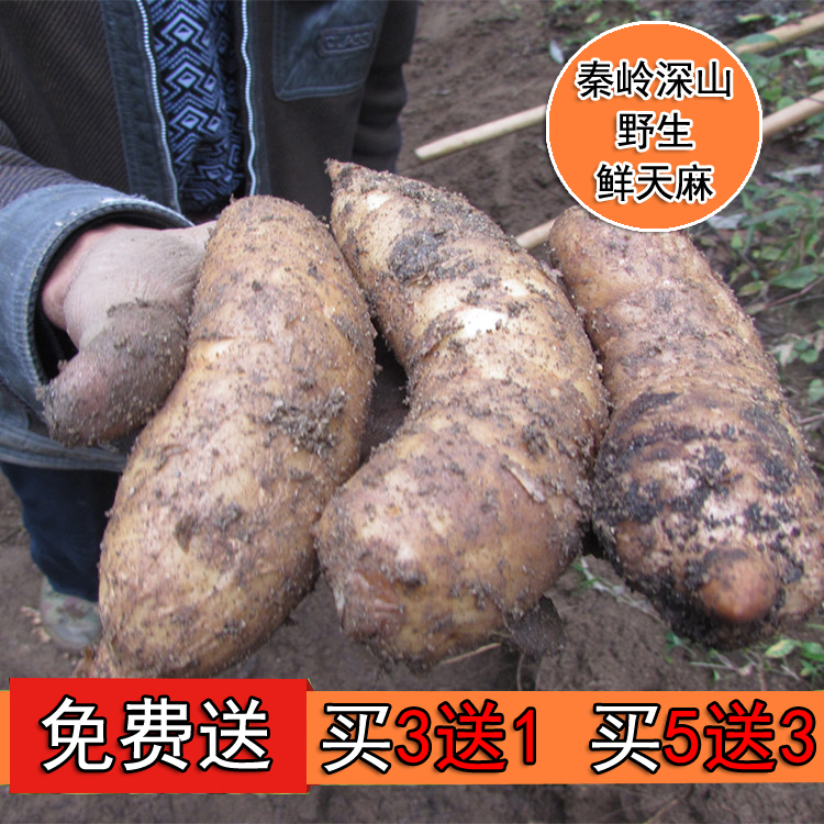 2016鲜天麻 汉中天麻 野生天麻 冬麻500g 两斤包邮