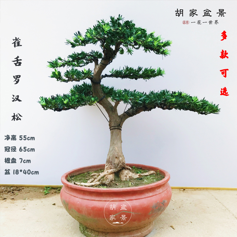 中大型米叶罗汉松盆景树桩 实物 树形好层次好 罗汉松盆景造型