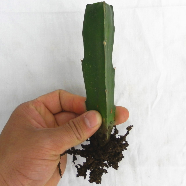 嫁接砧木 三角柱三棱箭可以做嫁接蟹爪兰的仙人掌科植物砧木包邮 - 360购物