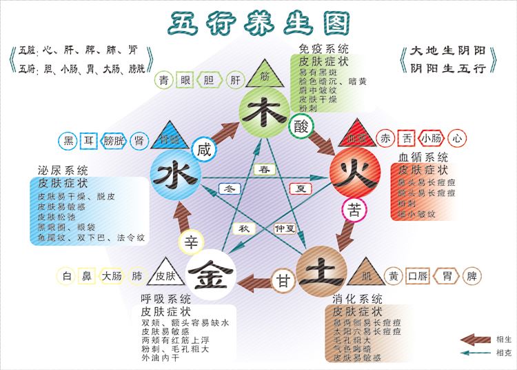 2017阴阳五行五脏挂图相生相克 中医养生 金木水火土人体五脏海报