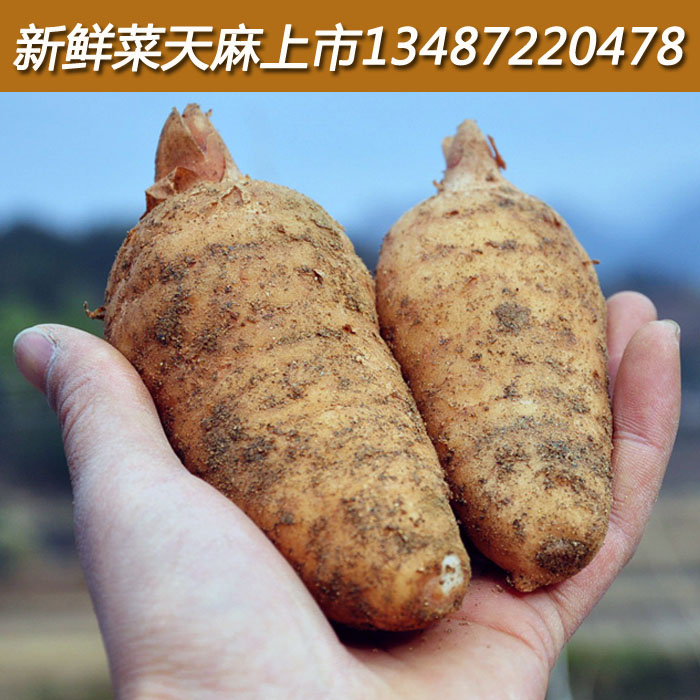 新鲜天麻特价麻菜天麻天麻湖北天麻天麻包邮买四送一  2斤起售