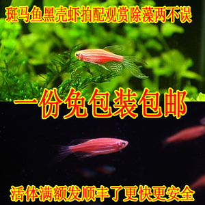 【小型观赏鱼图片】小型观赏鱼图片大全