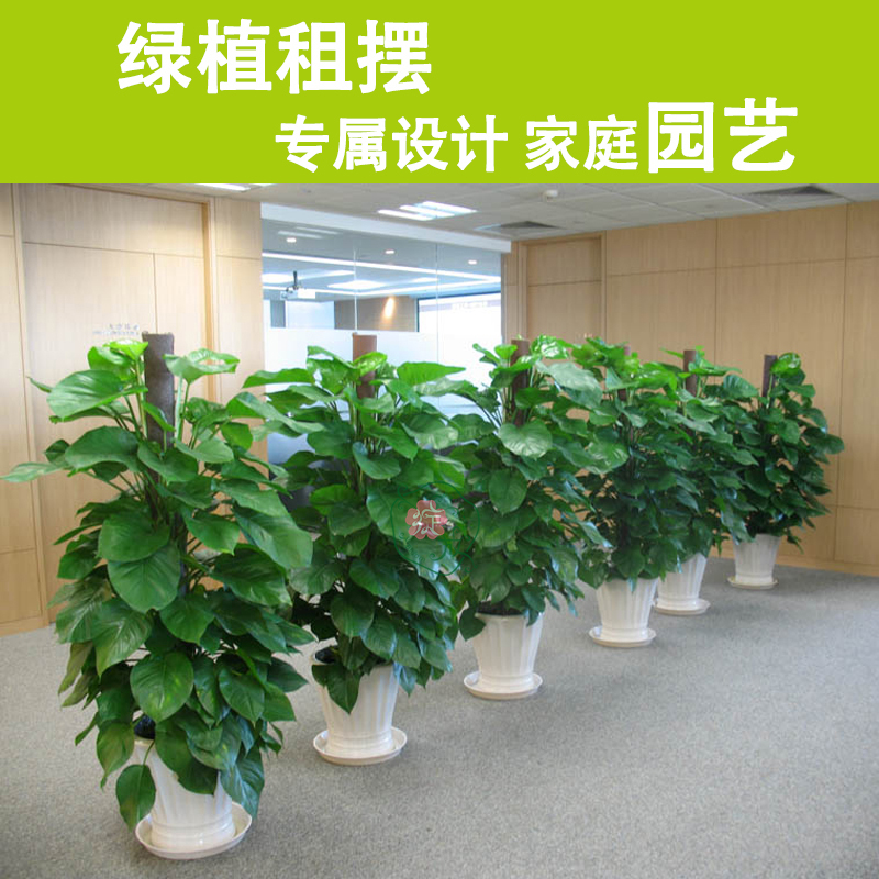 大绿萝大型绿植大叶植物开业植物盆栽室内吸除甲醛会议绿植租赁