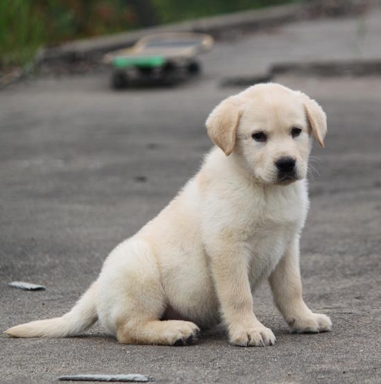 出售纯种拉布拉多犬幼犬导盲犬赛级品质神犬小七宠物狗狗活体79