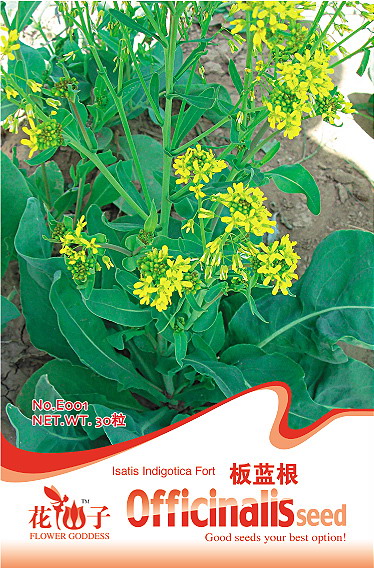 板蓝根四季播家庭装阳台小盆栽种多肉绿植物蔬菜观花卉种子籽50粒