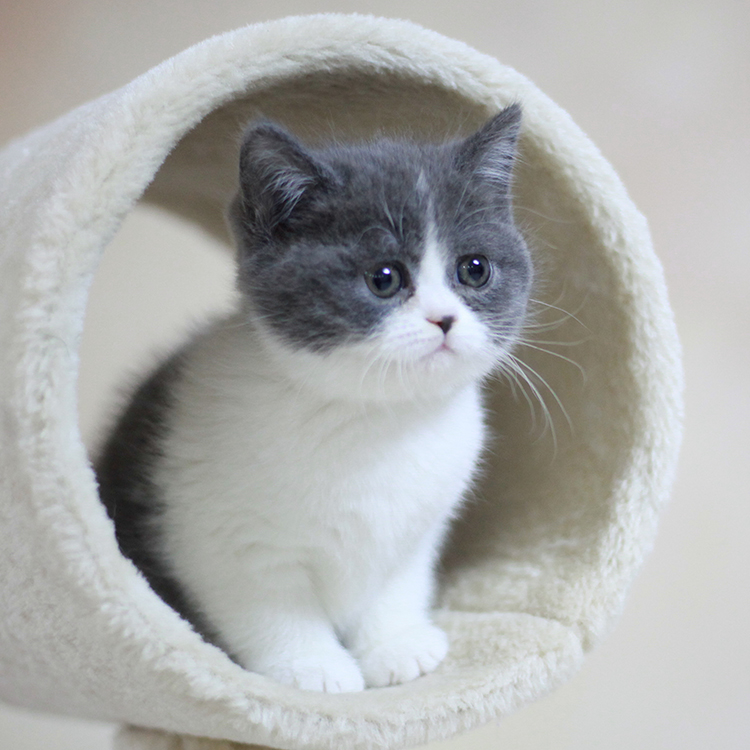 家养纯种英短蓝白 英国短毛猫宠物活体猫咪低价蓝猫小