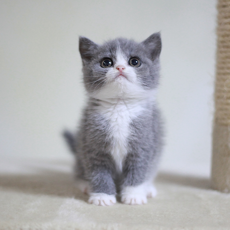 纯种家养英国短毛猫蓝白可爱小萌宠 英短正八蓝白宠物