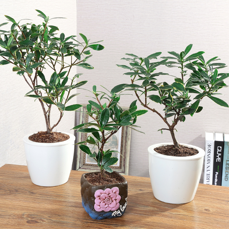 金边瑞香盆栽开花耐寒植物室内室外阳台观花植物冬季开花瑞香花苗