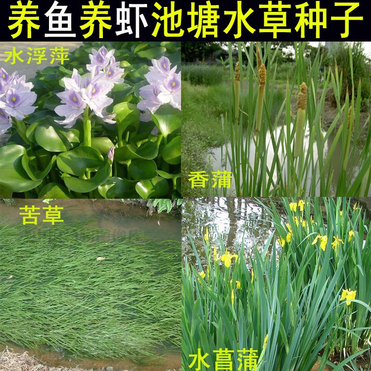 养殖养小龙虾鱼塘水草矮生芦苇淡水南方牧草池塘水生植物草籽 $