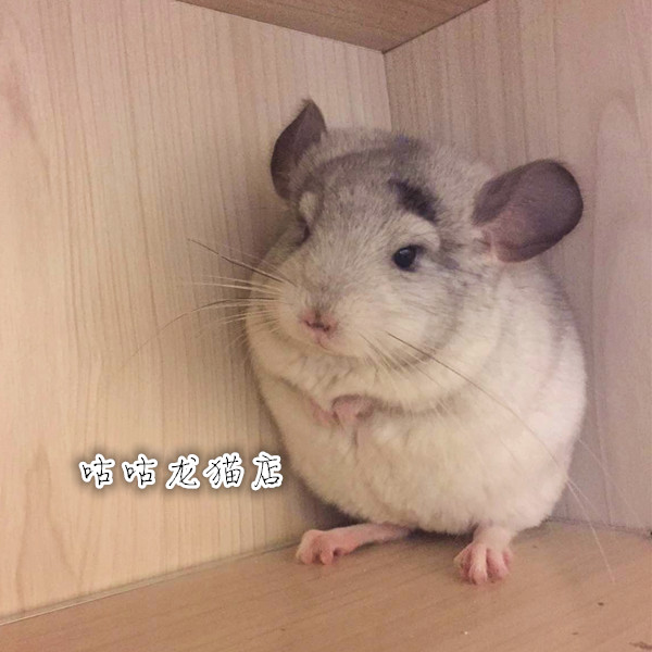 【咕咕龙猫店】已去新家 美国双耳丁后代 奶牛银斑弟弟 $4200.