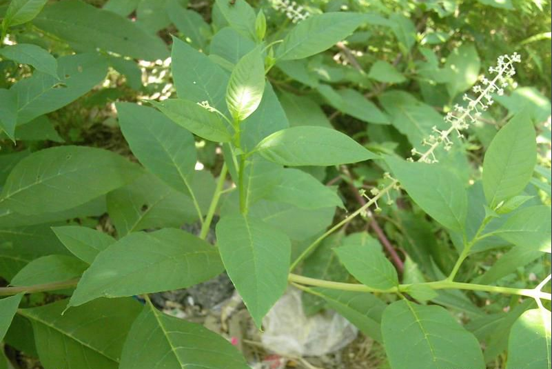 中草药 野生白根商陆苗 商陆根, 土冬瓜 地萝卜 现挖现发