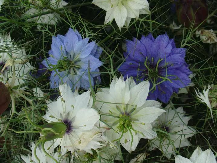 牙买加勿忘我/紫水晶属 进口花种子 天蓝色 花朵浓密 花境花卉