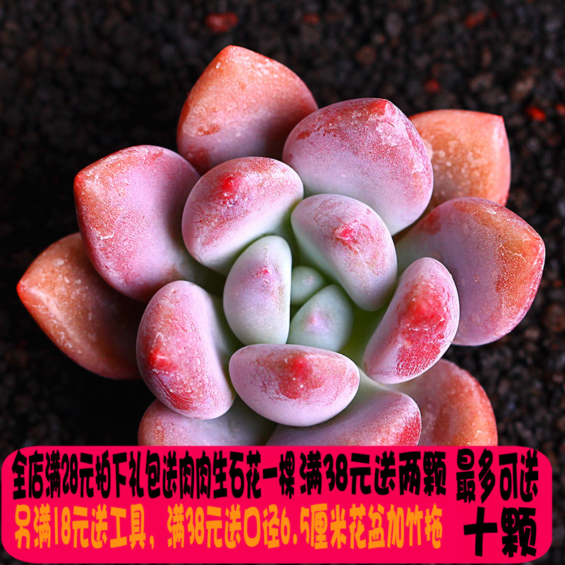 多肉植物奥普琳娜 莱恩小精灵 蓝宝石 桌面盆栽