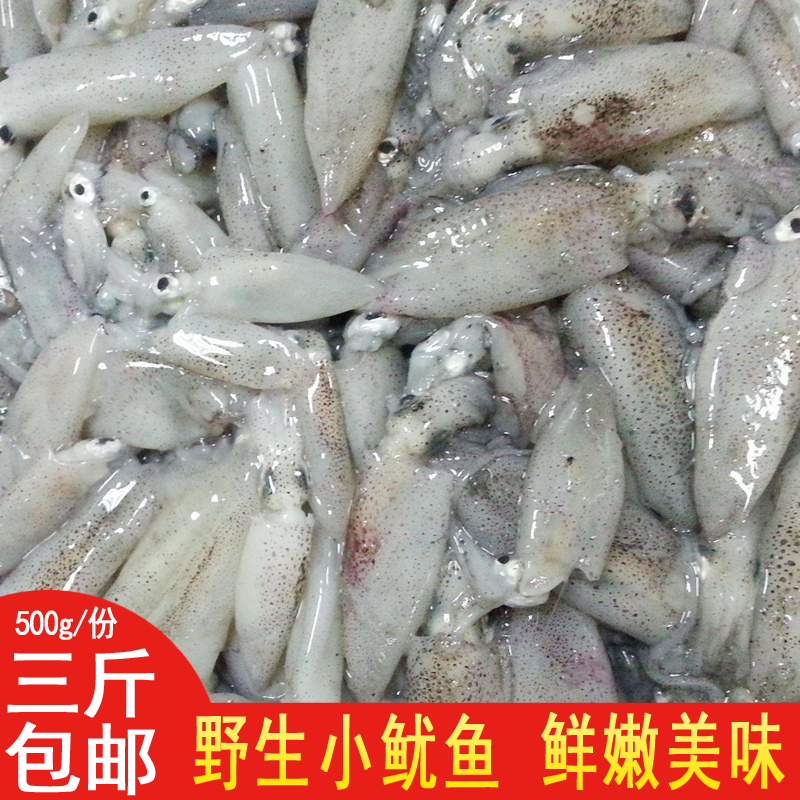 野生小鱿鱼海兔小笔管 当天现捕 白灼红烧火锅 每份1斤 2斤包邮