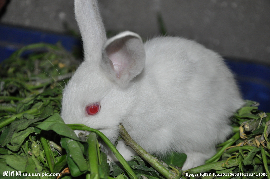 肉兔活体长大兔新西兰宠物小白兔兔苗包邮包活 活体儿童益智宠物