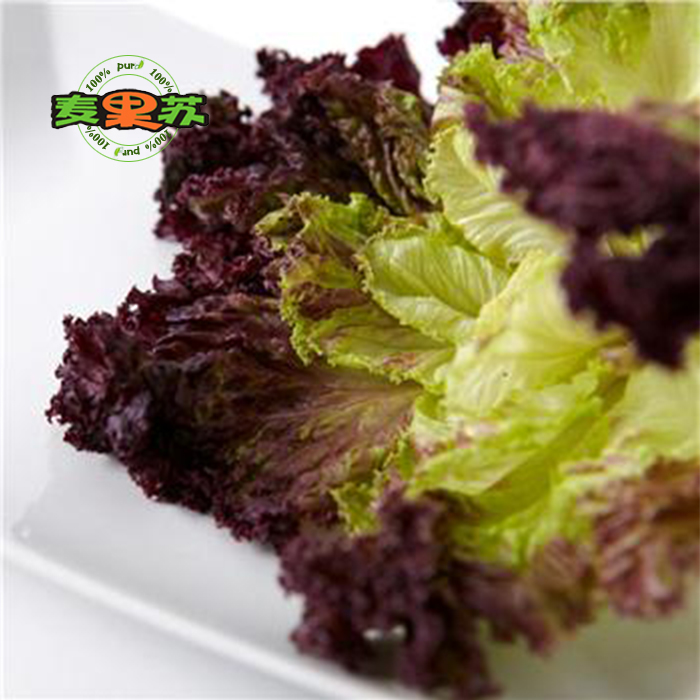 麦果苏紫叶生菜红珊瑚罗莎红新鲜沙拉蔬菜云南菜西餐厅配送