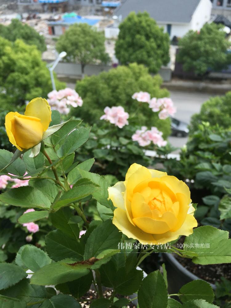 欧月 金丝雀 绿植盆栽扦插苗大花微月月季玫瑰花苗 四季开花机器