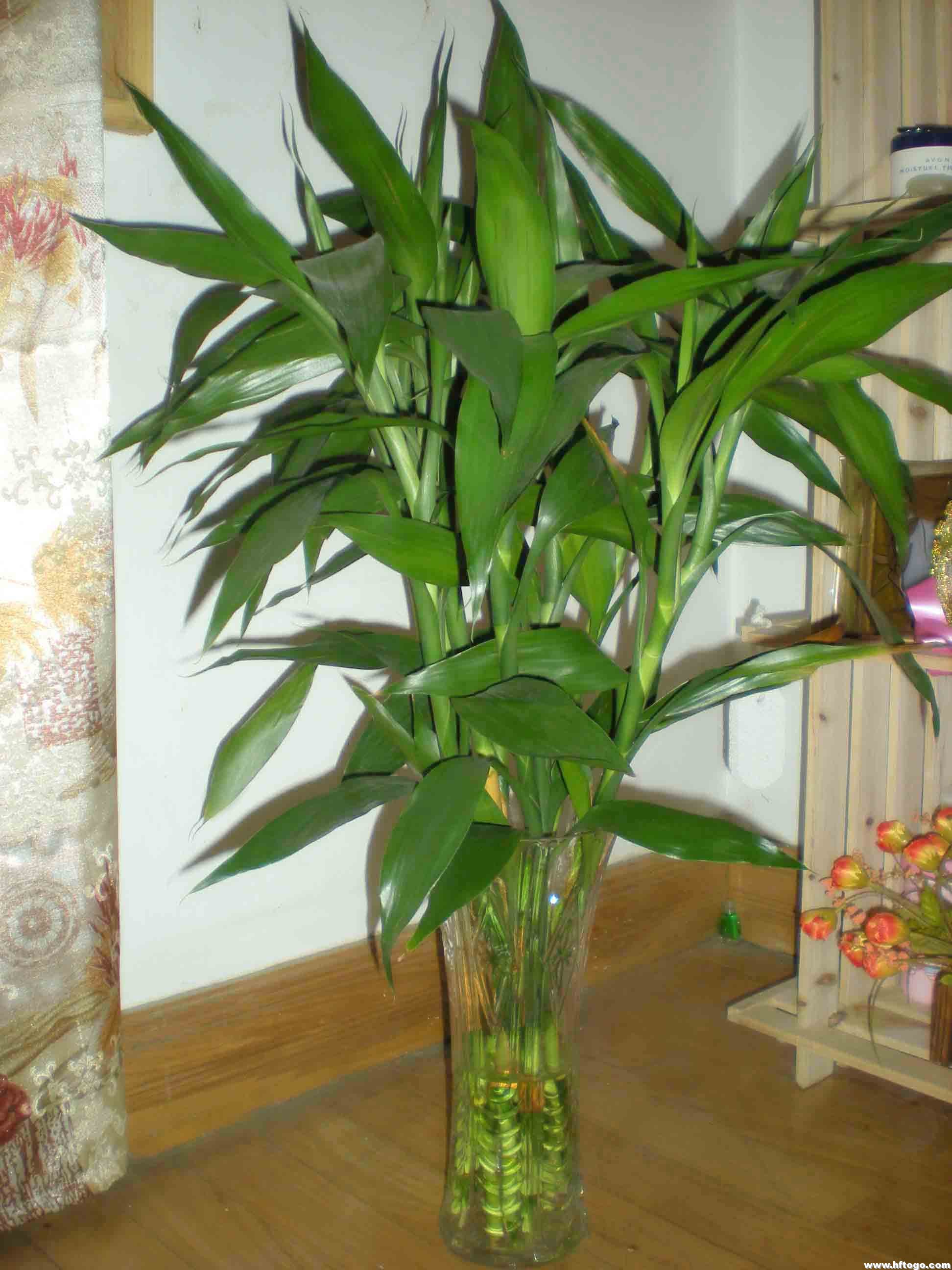 长沙绿植盆栽同城速递/长沙富贵竹/净化空气/吸收甲醛/专人送货