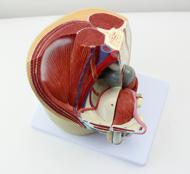 男性盆腔矢状模型 男性生殖系统模型 男性内外生殖器解剖模型