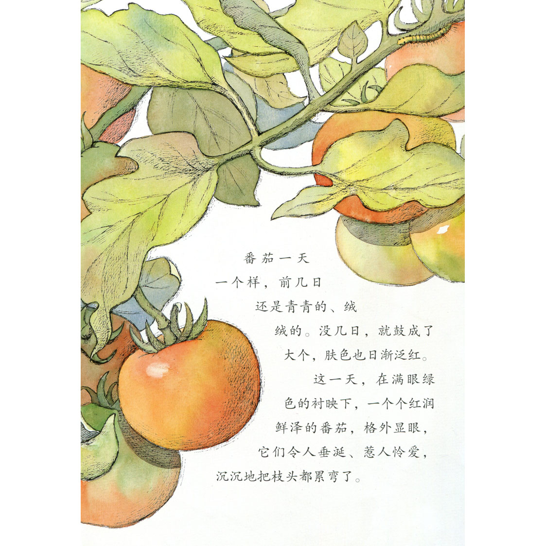 番茄的旅行(大班上学期)/美慧树幼儿园主题课程资源