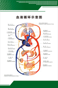 血液循环示意图|人体心脑血管示意挂图|人体系统解剖图|医院海报
