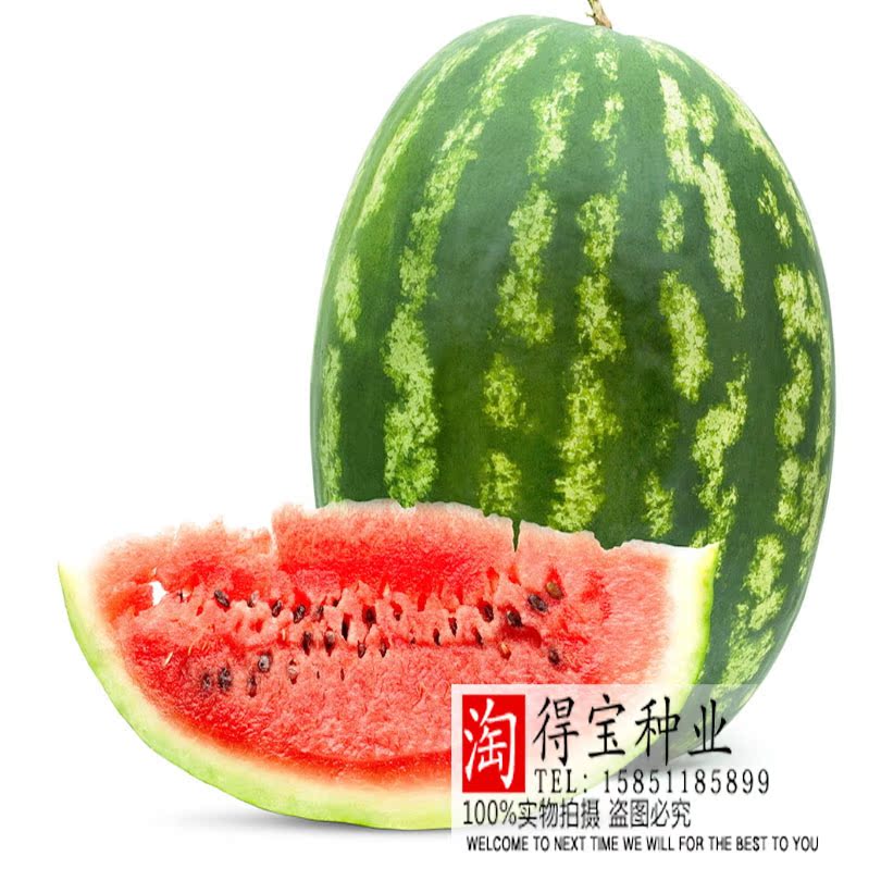 杂交花皮红壤西瓜种子 郑杂5号西瓜抗病易做果 果肉脆