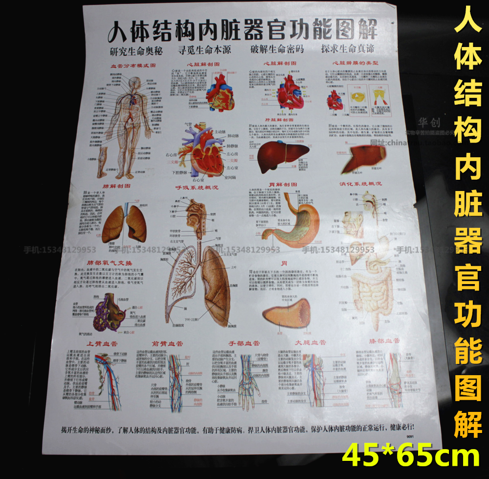 人体骨骼血管神经系统解剖知识挂图 医院医学文化科室