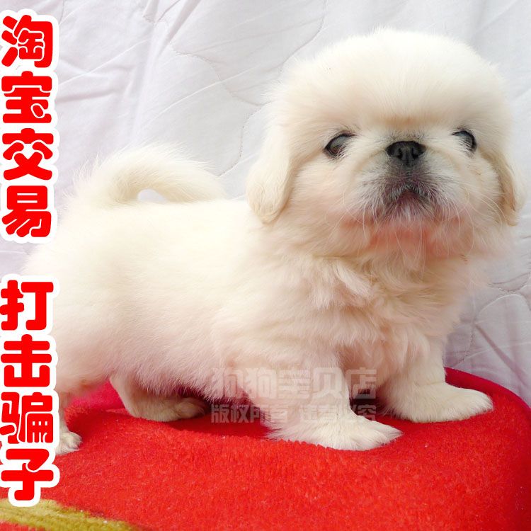 出售纯种北京京巴幼犬宫廷犬超可爱长不大雪白的宠物狗狗