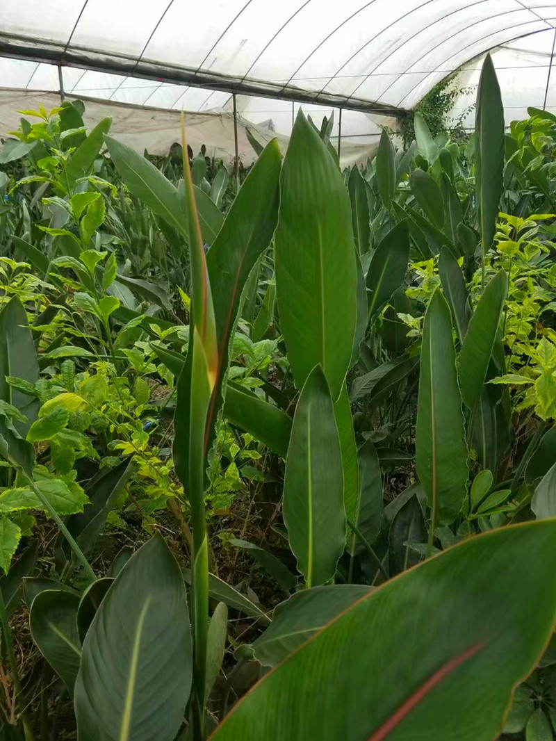 开花带花苞鹤望兰天堂鸟盆栽室内大型观叶绿植花卉除甲醛净化空气