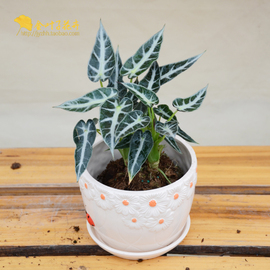 [成都冷冻肉类食品批发]评价 成都肉类批发市场