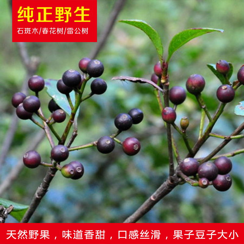 野生野果苗石斑木春花雷公树白杏花报春花车轮梅花卉盆栽盆景苗木