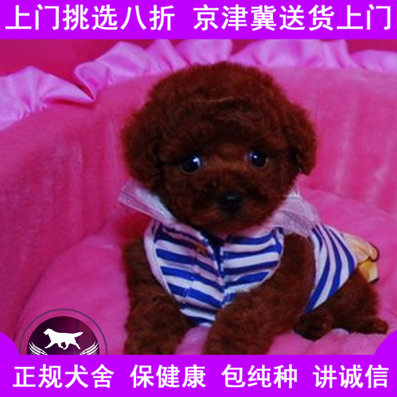 北京泰迪贵宾犬 红贵宾红色泰迪幼犬出售 小玩具活体宠物狗茶杯犬
