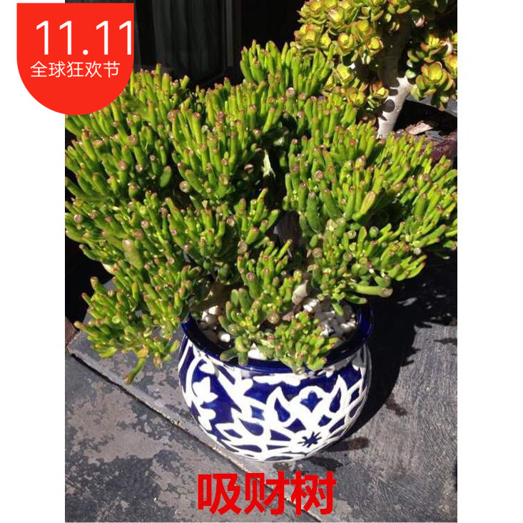 新品 多肉植物 红边玉树 桌面花卉盆栽 防辐 射黄金花