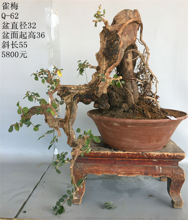 芯竹园 雀梅q-83 下山老桩 造型 实物 树桩盆景 小叶红芽精品包邮