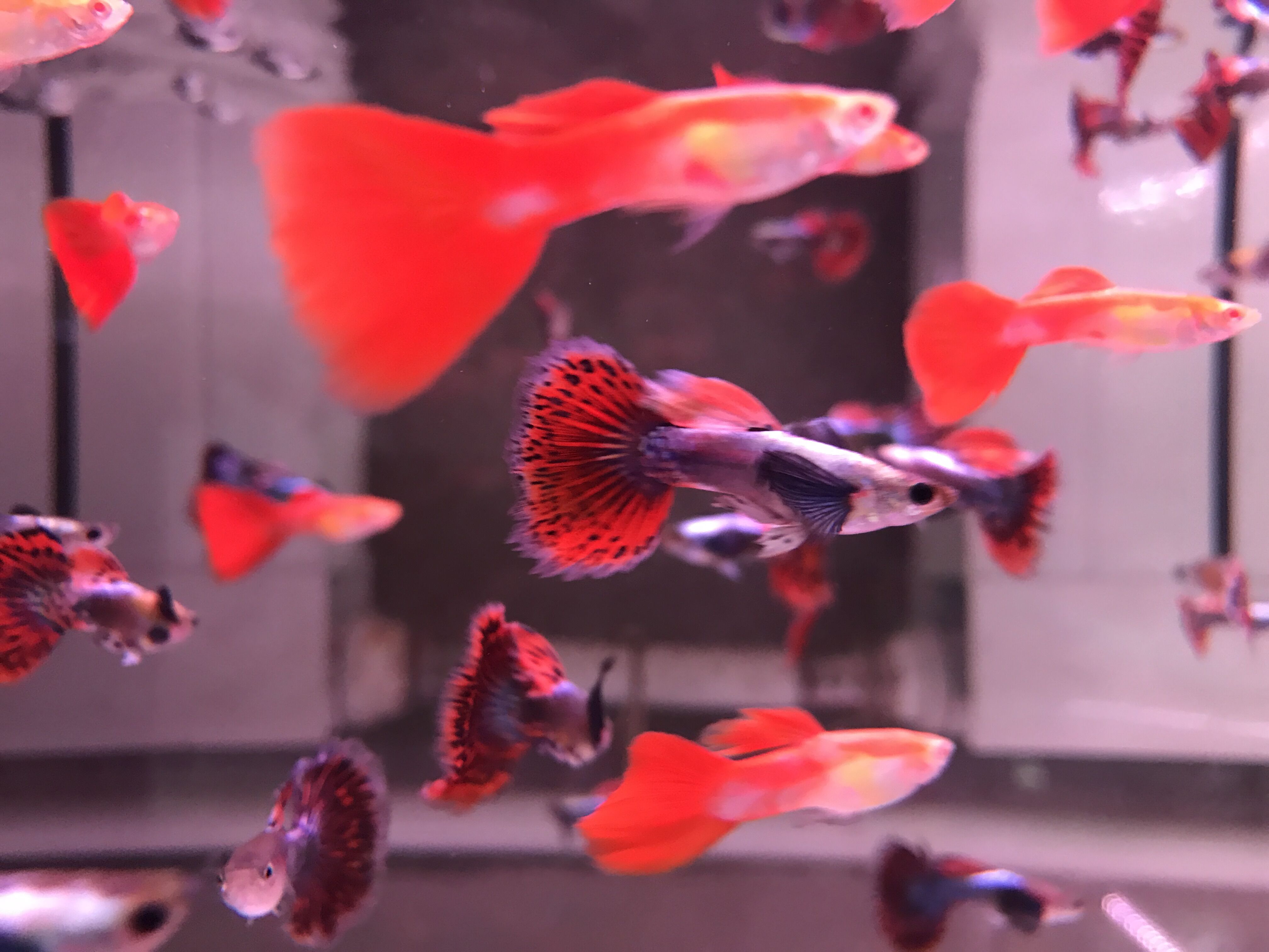 dd水族安格拉斯折扇 合集冷水孔雀活体热带鱼观赏鱼马赛克孔雀鱼