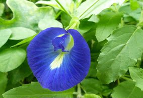 小苗[v9盆栽苗 蓝蝶豆 clitoria ternatea