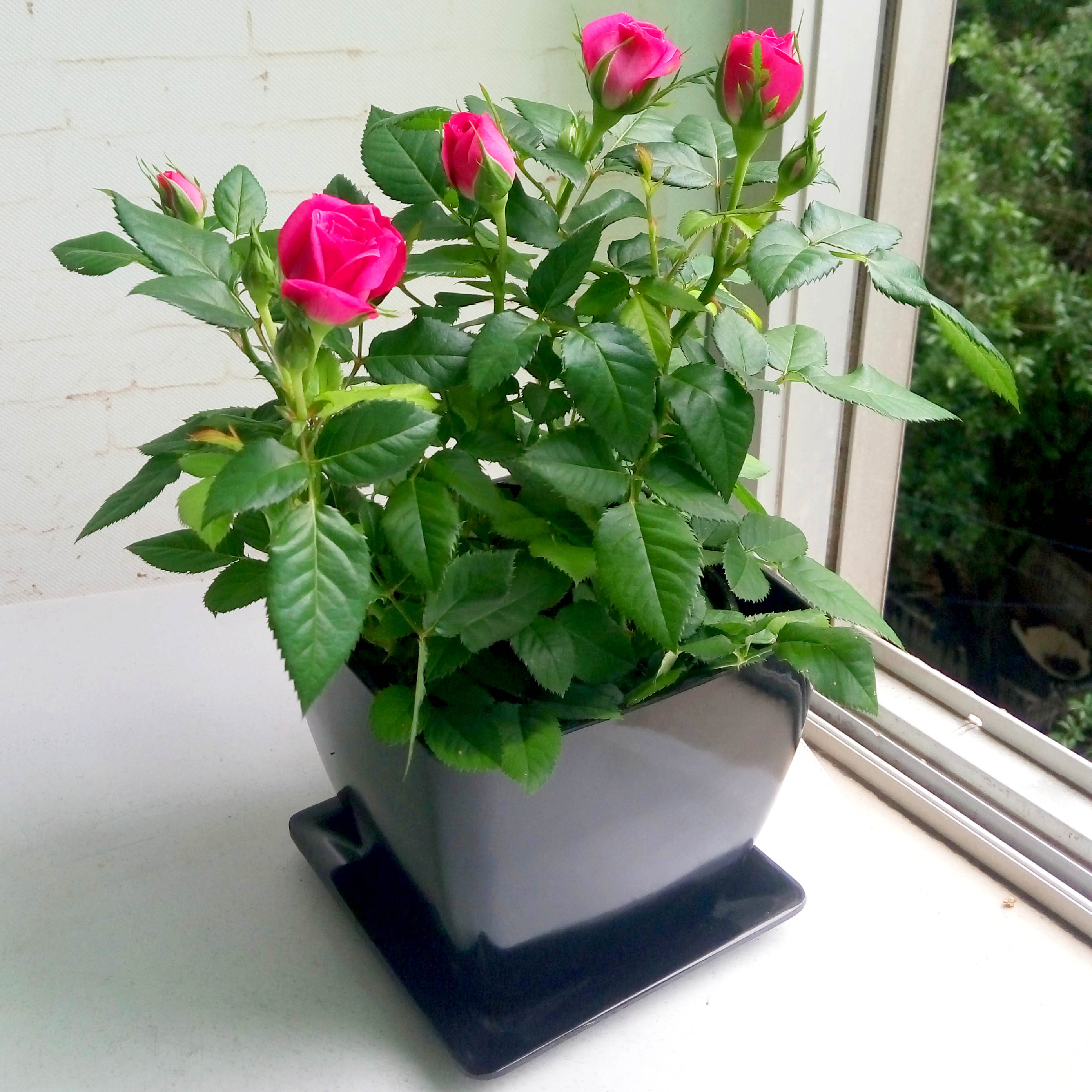 月季花盆栽花卉植物盆景玫瑰花苗带盆带花苞室内绿植鲜花花草月季