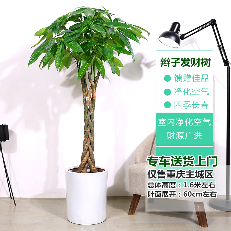辫子发财树大型绿植盆栽室内客厅办公室盆景防辐射净化空气植物