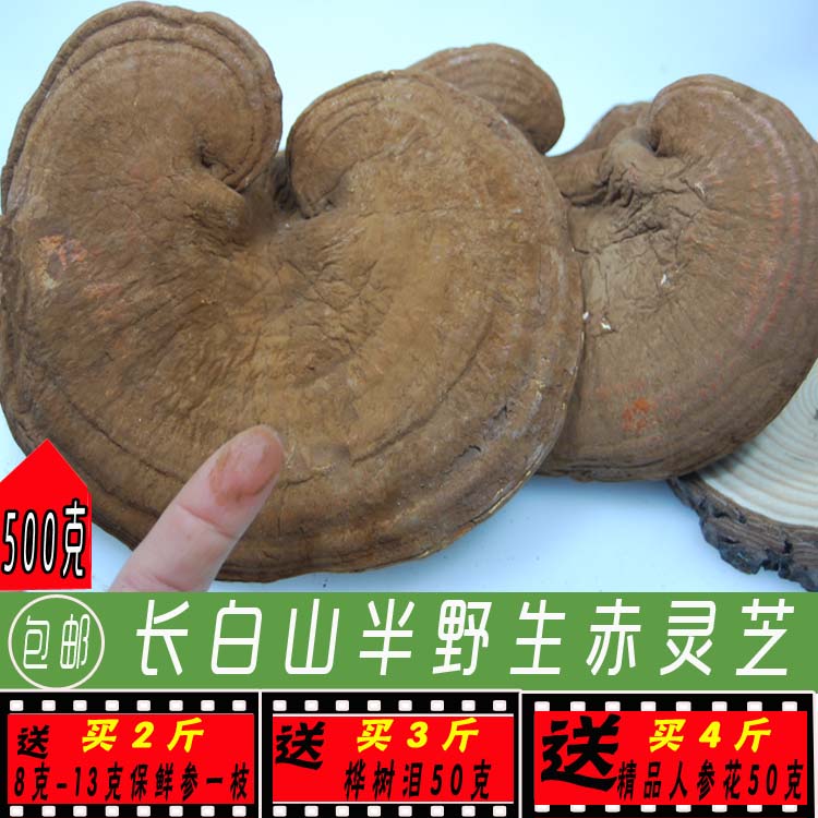 长白山半野生椴木赤灵芝 整枝  500g 包邮35元