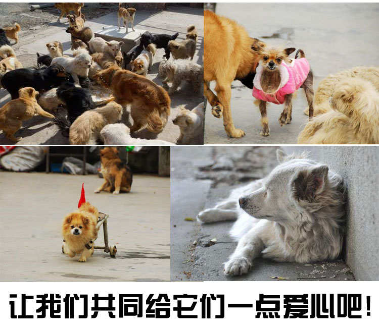 流浪狗猫爱心救助站狗场便宜散装鸡肉味狗粮幼成犬通用犬粮100斤