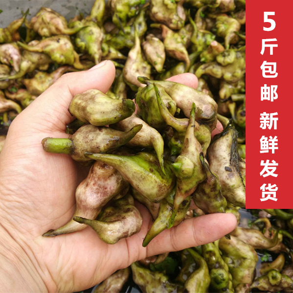 湖北特产老菱角 新鲜老菱角 湖区现摘老菱角黑菱角水栗子 5斤包邮