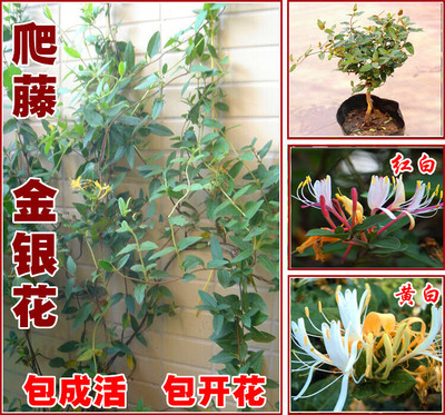 阳台庭院爬藤花卉植物盆栽 金银花苗 四季常青树苗 爬墙攀援绿植